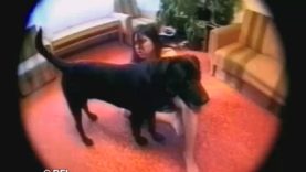 playing_with_animals